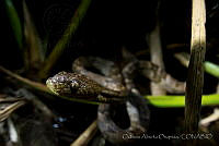 OAO0240 Trimorphodon biscutatus.jpg