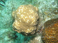 NE018 0689 Cyphastrea.jpg
