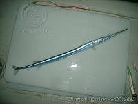 FVC0218 Strongylura notata.tif