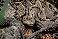 ZAPF0262 Crotalus culminatus.jpg
