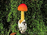 JMBP001 Amanita caesarea.jpg