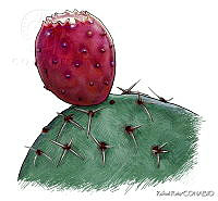 RR0049 Opuntia lasiacantha.jpg