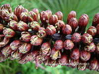 AJGM0341 Agave stricta.JPG