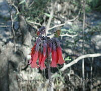 CMP003 Kalanchoe delagoensis.JPG