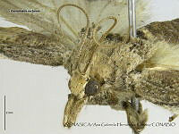 AGHR0087 Cactoblastis cactorum.jpg