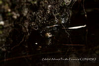 ZAPF0275 Thamnophis sp..jpg