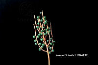 ME010 JA 00153 Chamaedorea schiedeana Mart., 1830.JPG