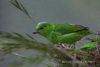 MGaves 3231 Chlorophonia occipitalis.jpg