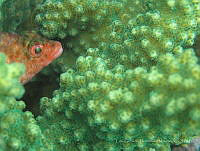 LGHM018 Cirrhitichthys oxycephalus.jpg