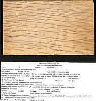 CMyFO 01017 Quercus acatenanguensis.JPG