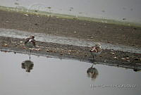 MGaves 1065 Calidris alba.jpg
