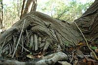 FN005 4 024 Laguncularia racemosa.jpg