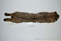 AAGC0077 Lynx rufus.jpg