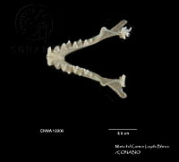 MCLB 0005 Molossus rufus.JPG