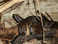 ESR 008 Agkistrodon russeolus.jpg