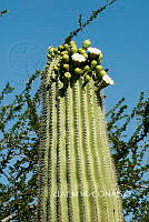 3R 00856 Carnegiea gigantea.tif