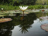 JVB0066 Nymphaea ampla.jpg