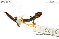 ME006 herp SCLC 0204 Bolitoglossa hartwegi - Wake & Brame, 1969.jpg