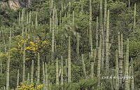 3R 00964 Cephalocereus tetetzo.tif