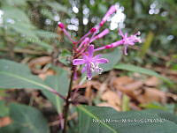 JF092 1060 Fuchsia paniculata.jpg