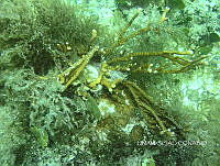 NE018 0063 Millepora alcicornis.jpg