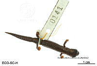 ME006 herp SCLC 0214 Bolitoglossa occidentalis - Taylor, 1941.jpg