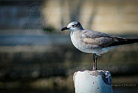 FBA0642 Leucophaeus atricilla.jpg