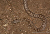 MASM01915 Hypsiglena ochrorhynchus.jpg