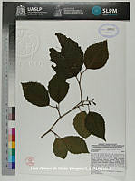 JAdNV0138 Alnus acuminata ssp. glabrata.JPG