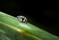 APS03 Salticidae.JPG