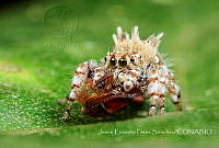 JEPS003 Salticidae.jpg