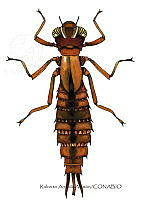 RAA1019 Anisoptera.jpg