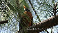 LCF0305 Turdus migratorius.jpg