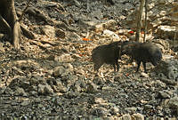 MASM05005 Pecari tajacu.jpg
