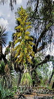 LCF0410 Furcraea longaeva.jpg