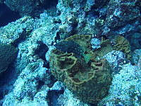 JAJ0494 Geodia neptuni.jpg