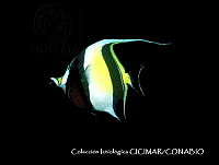 CICIMAR0562 Zanclus cornutus.jpg
