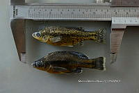 NE002 0239 Ameca splendens.JPG