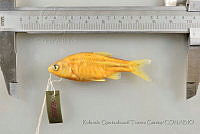 RQTG1227 Cyprinella panarcys.jpg