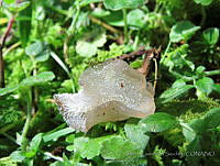 MCS158 Fungi.JPG