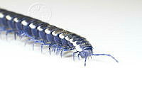 MASM07478 Myriapoda.jpg