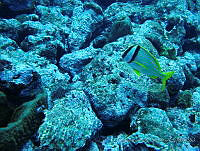 CGG0144 Anisotremus virginicus.JPG
