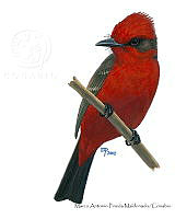 MAPM1227 Pyrocephalus rubinus.tif