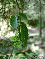 GIM0034 Carpinus caroliniana.jpg