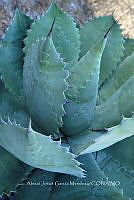 RG019 0258 Agave seemanniana.jpg