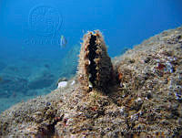ISABK039-99 Pinctada mazatlanica.jpg