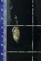 KT014 0073 Helicocranchia pfefferi.JPG