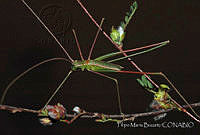 FMB0003 Arachnitus squamipterus.jpg