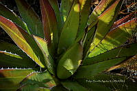 FBA0750 Agave.jpg