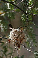 CNS0457 Basilinna xantusii.jpg